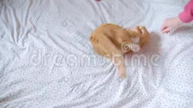 可爱的姜猫躺在床上，试图抓住一个<strong>挠痒痒</strong>的人在家里被激怒和快乐。